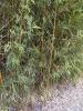 Bamboo Phyllostachys spp